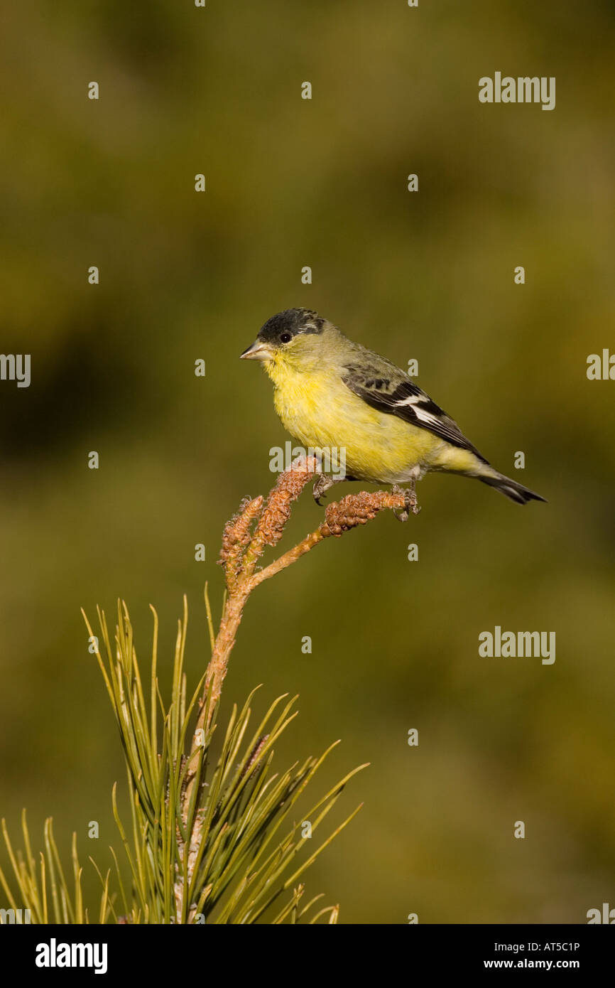 Geringerem Stieglitz männliche, Zuchtjahr Psaltria thront auf Kiefer. Stockfoto