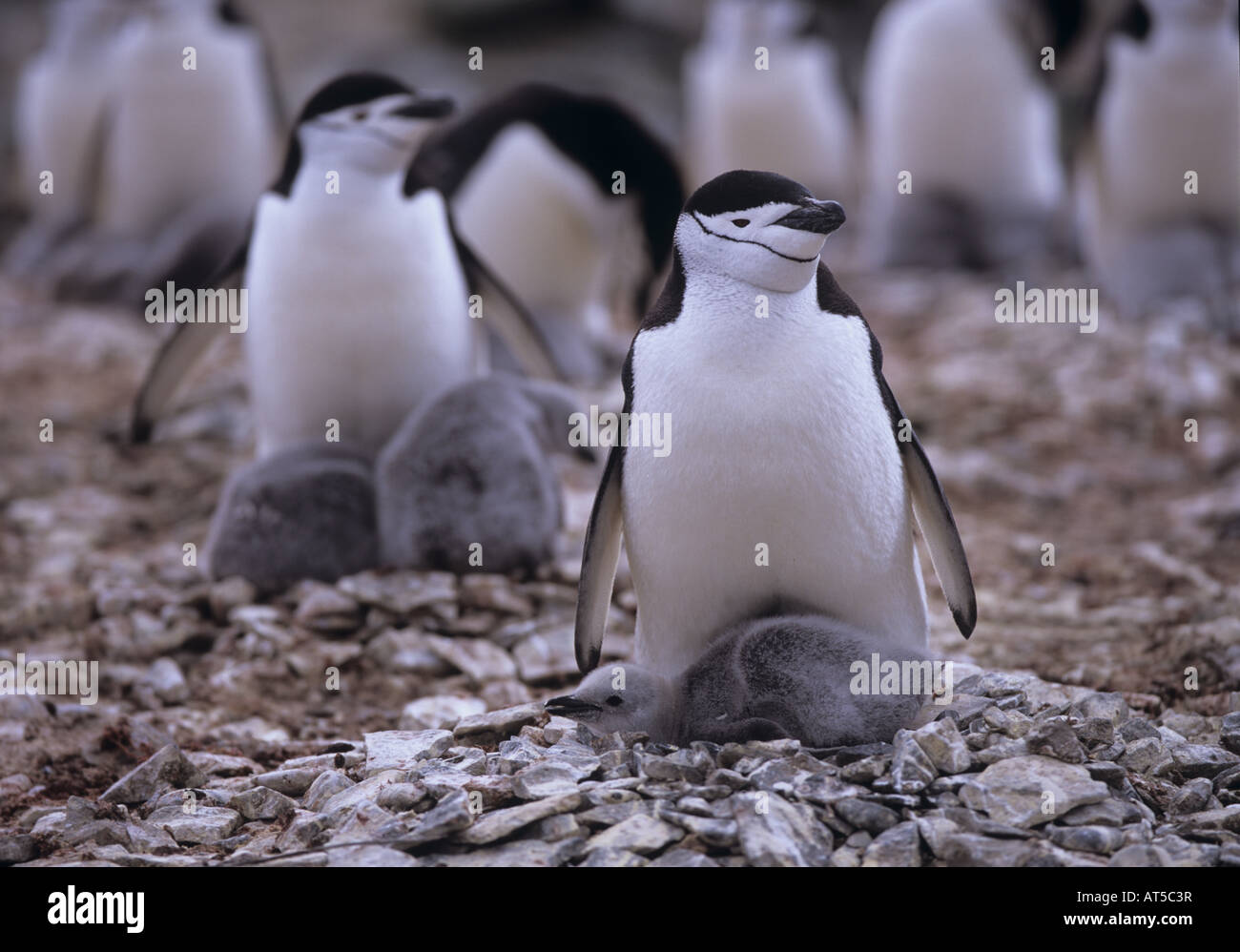 Zoologie/Tiere, Vögel, Pinguine, Zügelpinguin (Pygoscelis antarcticus), zwei Pinguine mit Küken, Antarktis, Additional-Rights - Clearance-Info - Not-Available Stockfoto