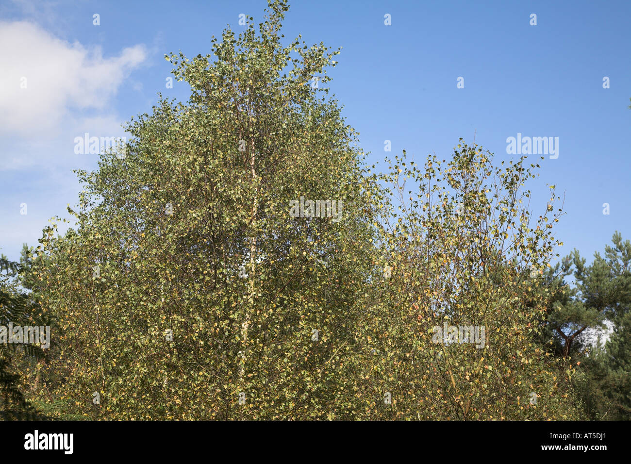 Birkenbaum Blätter gerade wieder am Anfang des Herbstes gegen blauen Himmel Stockfoto