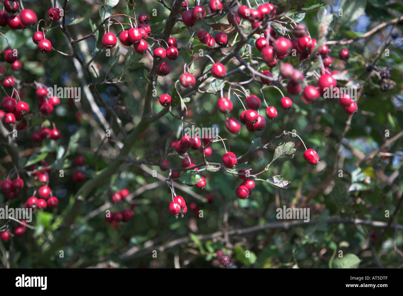 Rote Beeren auf Weißdorn Baum im englischen Hecke Stockfotografie Alamy
