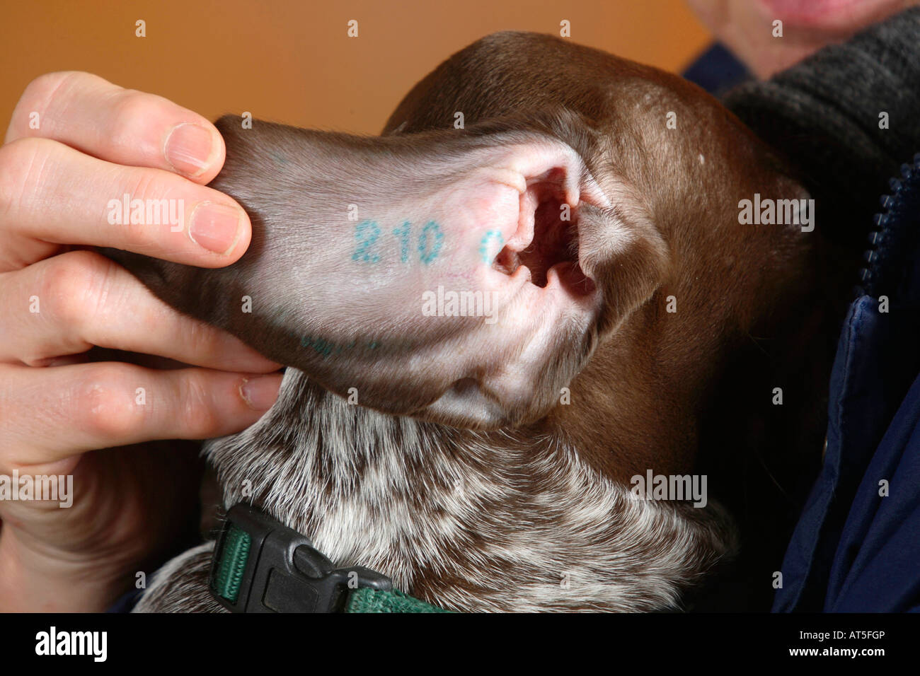 Deutscher Kurzhaariger Vorstehhund Welpen 9 Wochen Tatoo Nummer im Ohr Stockfoto