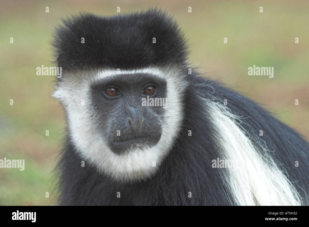 Black And White Colobus Affen Closeup close-up Nahaufnahme Hochformat Colobus Guereza am Lake Nakuru Kenia in Ostafrika Stockfoto
