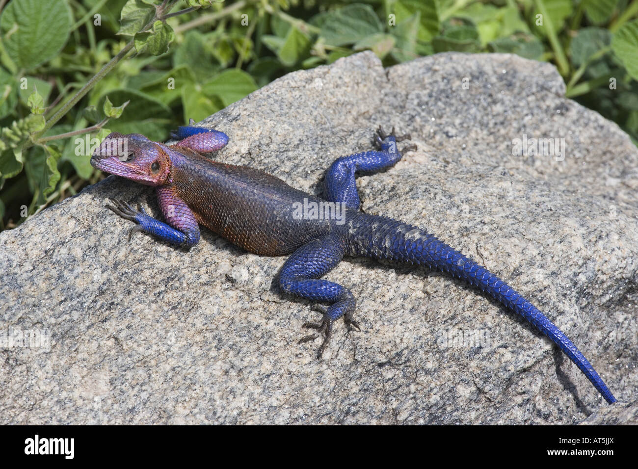 Zoologie/Tiere, Reptilien, Agamids, Rothaarige Rock Agama (Agama agama), weibliche Agama auf Stein, Tansania, Distribution: Zentralafrika, Additional-Rights - Clearance-Info - Not-Available Stockfoto