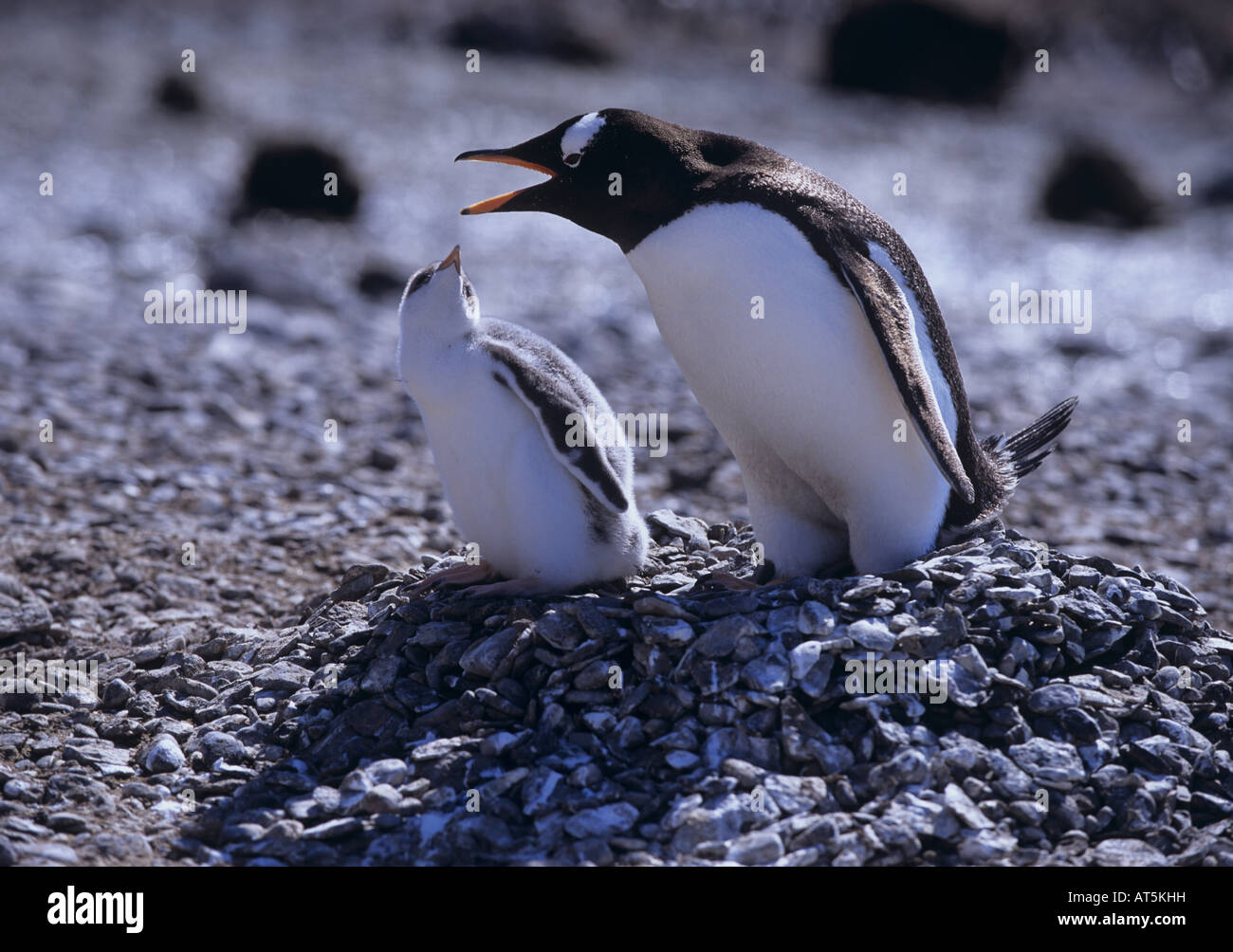 Zoologie/Tiere, Vögel, Pinguine, Gentoo Pinguin, (Pygoscelis papua), mit Cub, Antarktis, Distribution: Antarktis, Additional-Rights - Clearance-Info - Not-Available Stockfoto