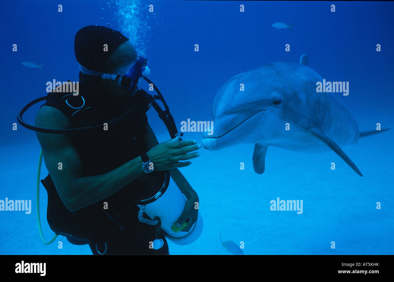 Zoologie, Säugetiere, Säugetier/Delfine (delphinidae), Grand Bahama, Bahamas, Taucher mit Delphin, Additional-Rights - Clearance-Info - Not-Available Stockfoto