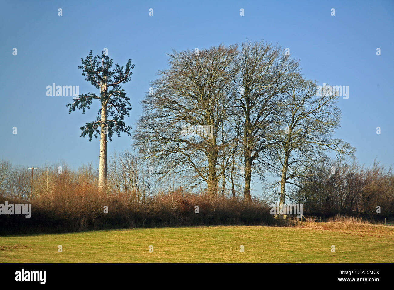 Handy-Mast getarnt als ein Baum in der Nähe von Wheddon Cross, Exmoor Nationalpark Somerset UK echte Buche Bäume neben Stockfoto