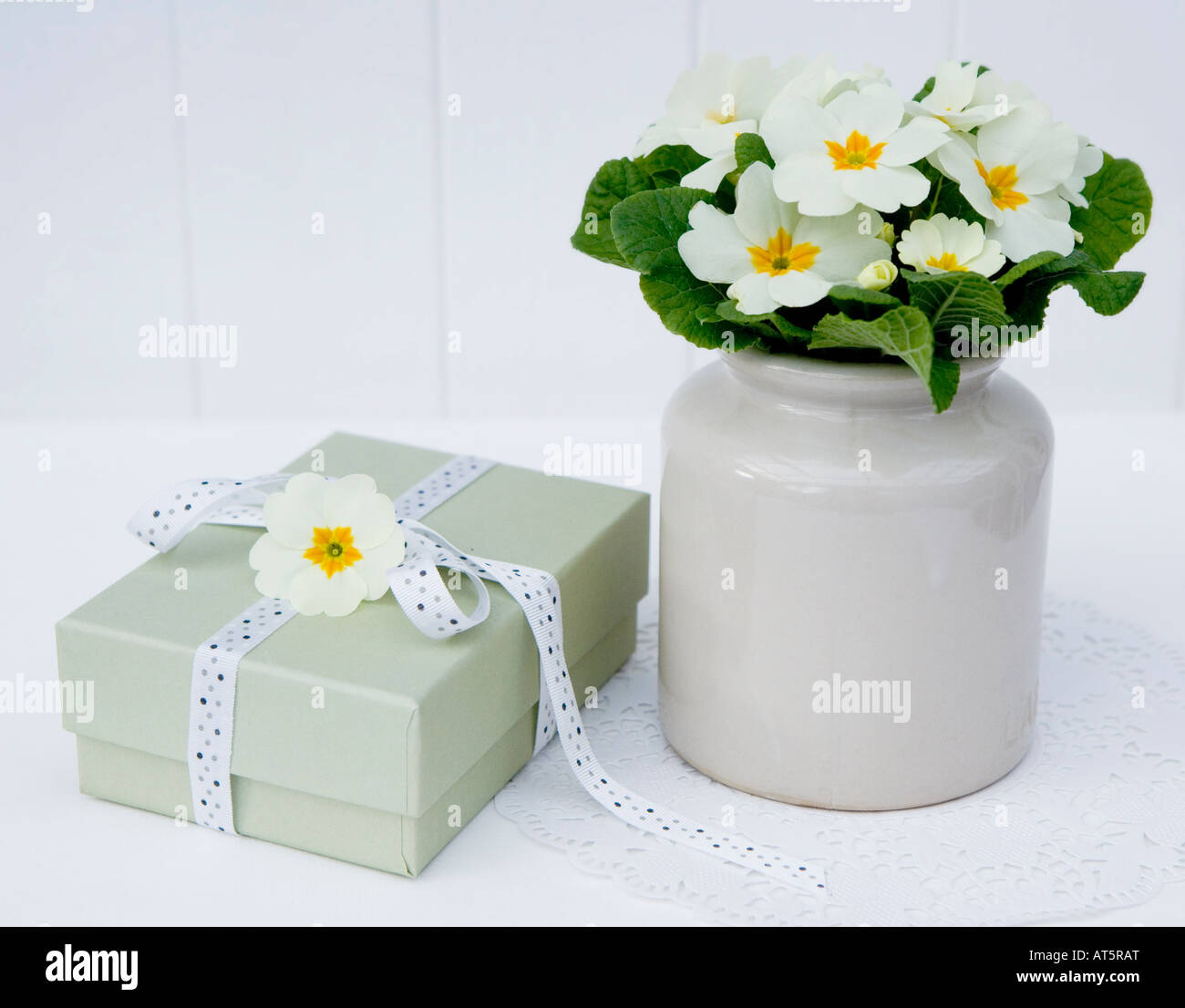 Primeln in einer Creme Vase mit einer Pastell grünen Box mit Band gebunden Stockfoto