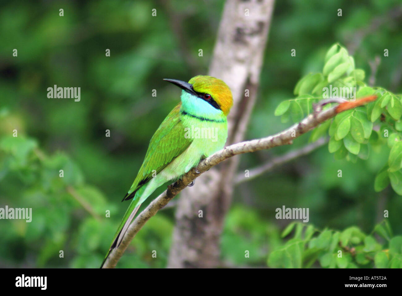 Vogel Auf Ast Stockfoto Vogel Auf Ast Stockfoto