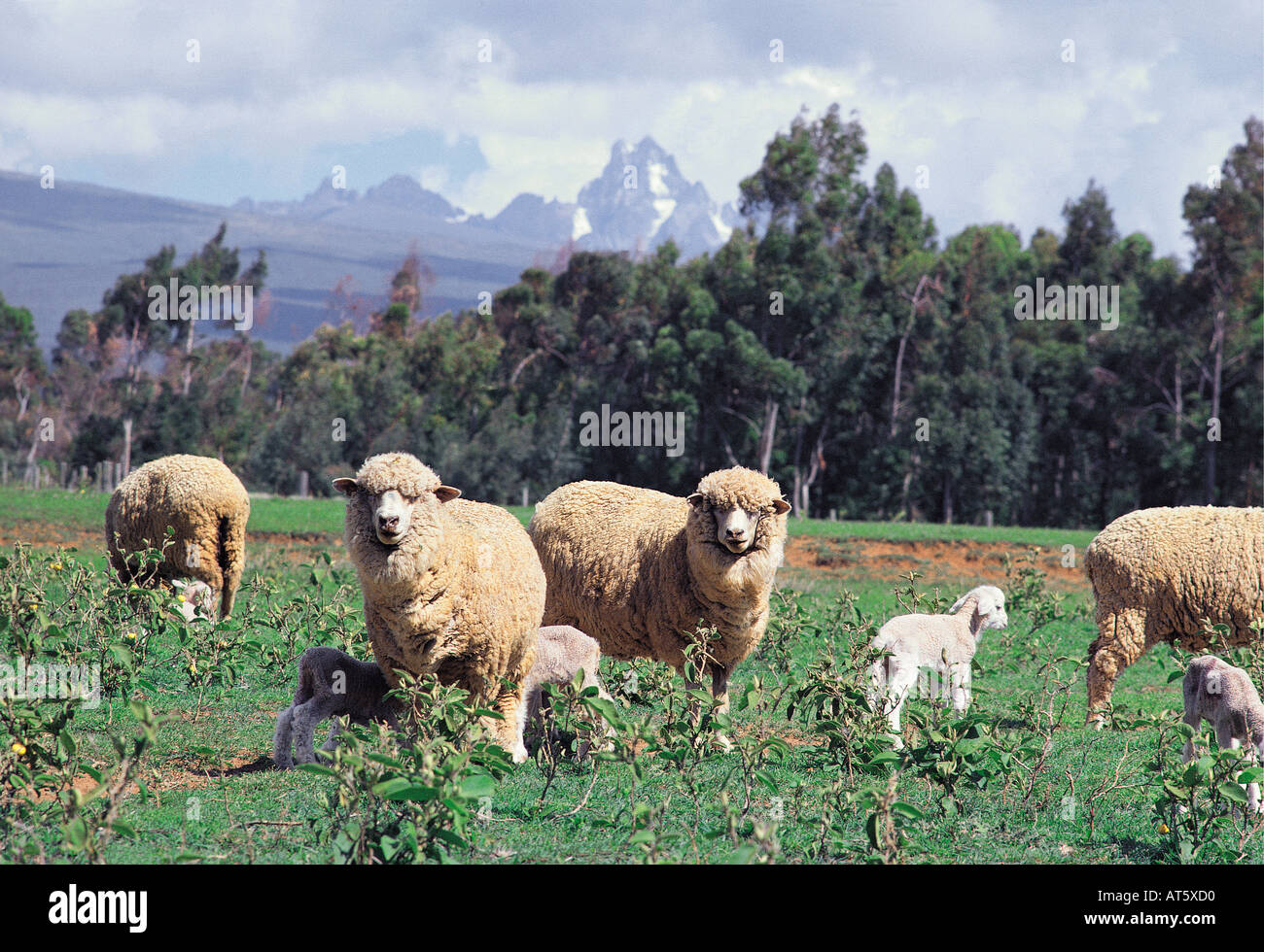 Schafe auf 10000 Fuß auf der Westseite des Mount Kenia Kenia in Ostafrika Stockfoto