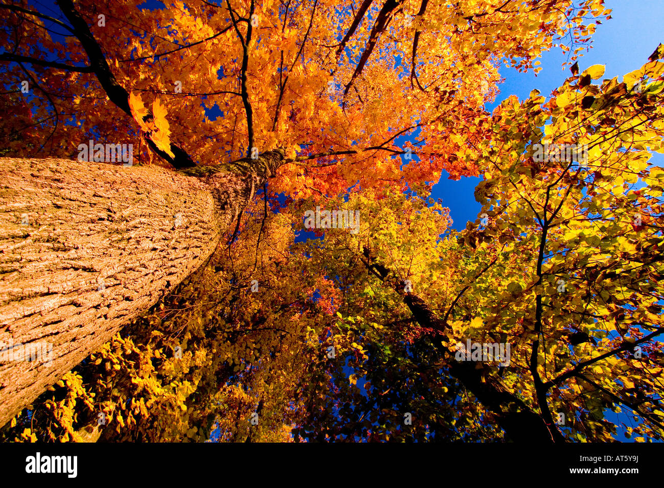 Ansicht von unten von farbigen Bäumen mit gelb-orange Blättern unter dem blauen Herbsthimmel in einem Wald Stockfoto