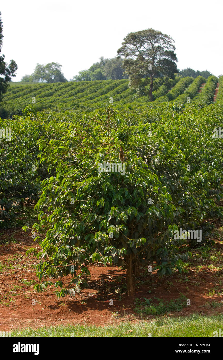 KaffeePlantage in der Nähe von Ruiru Kenia Stockfotografie Alamy