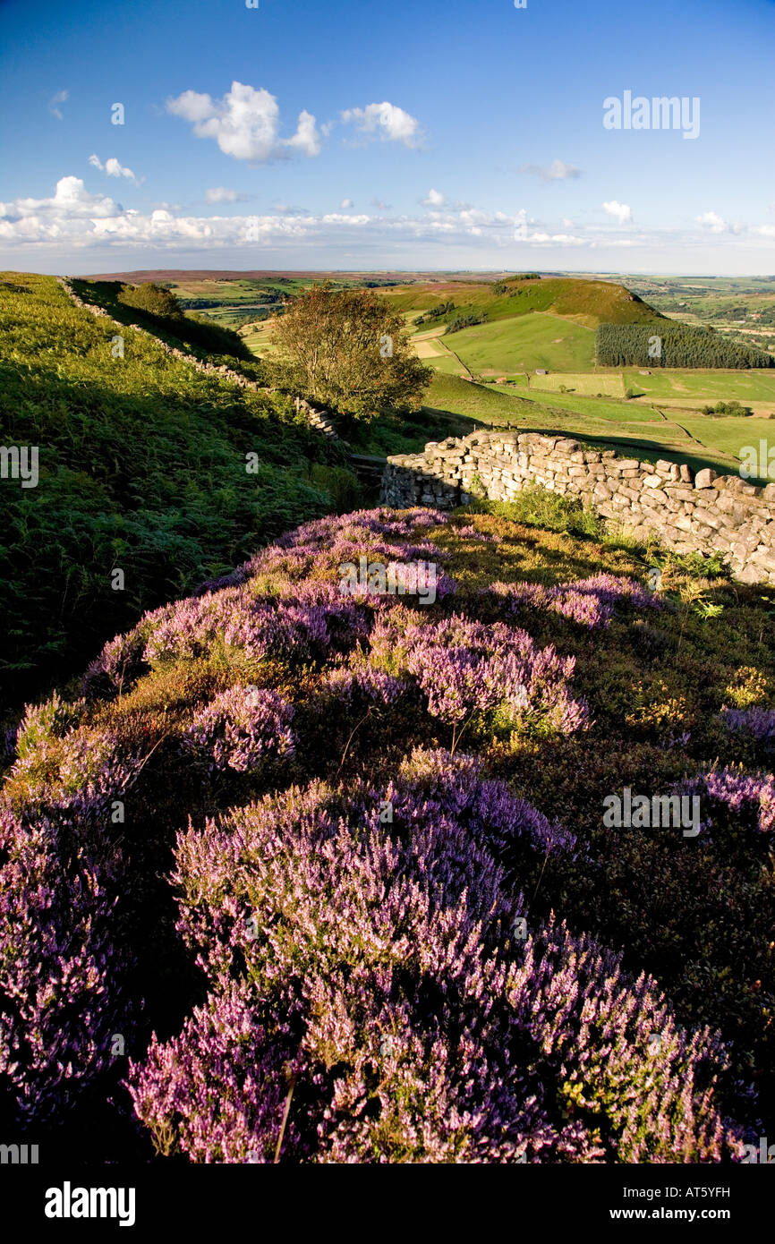 Kleine Fryupdale im August North York Moors Nationalpark Yorkshire Stockfoto