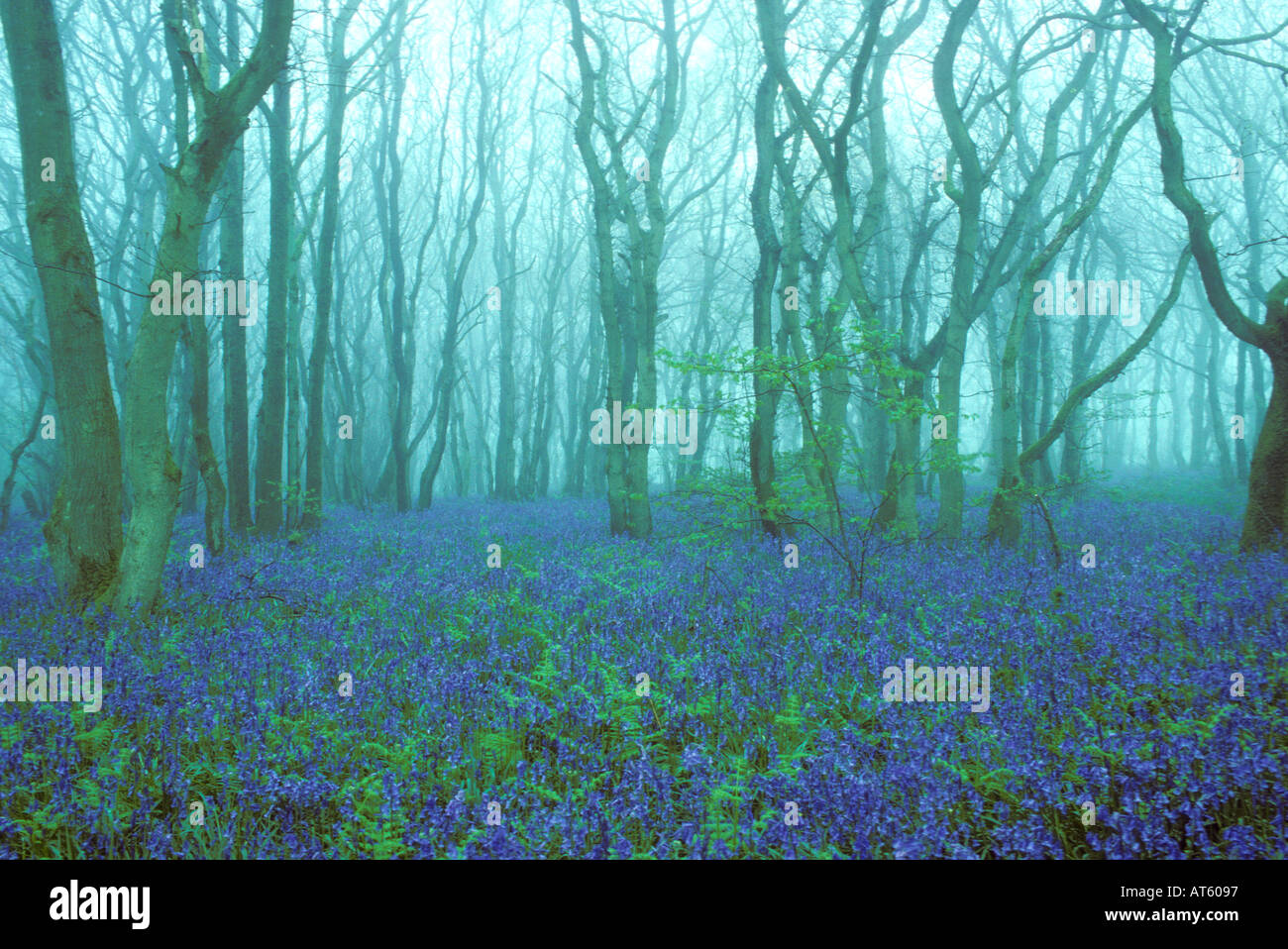 Eine Masse von Glockenblumen in einem Wald früh an einem nebligen Morgen Stockfoto