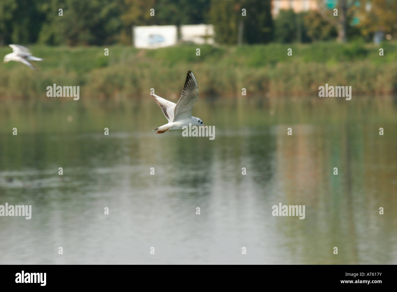 Larus Cachinnans. Gabbiano Reale, Fluss Po, Turin, Italien Stockfoto