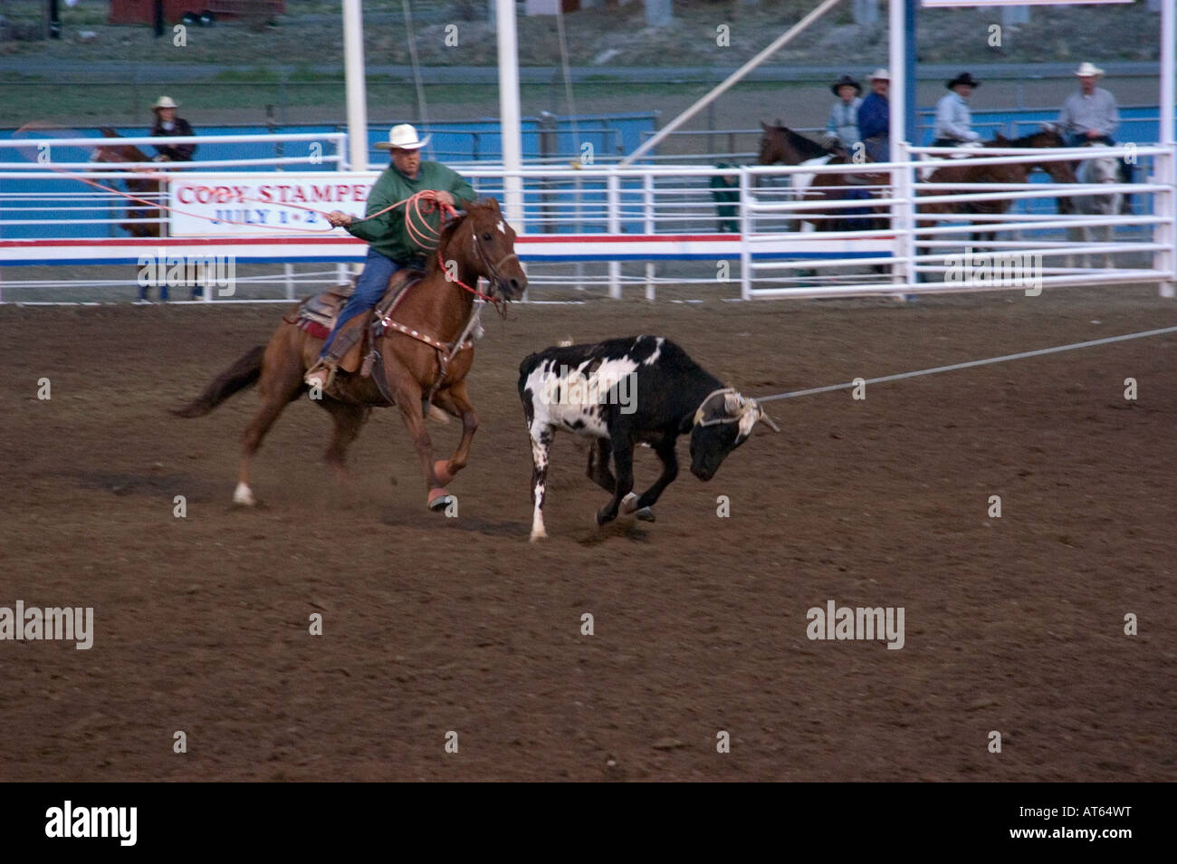 Ein Cowboy Seile eine Kalb während ein Wettbewerb bei dem Cody Nacht Rodeo in Cody, WY. Stockfoto