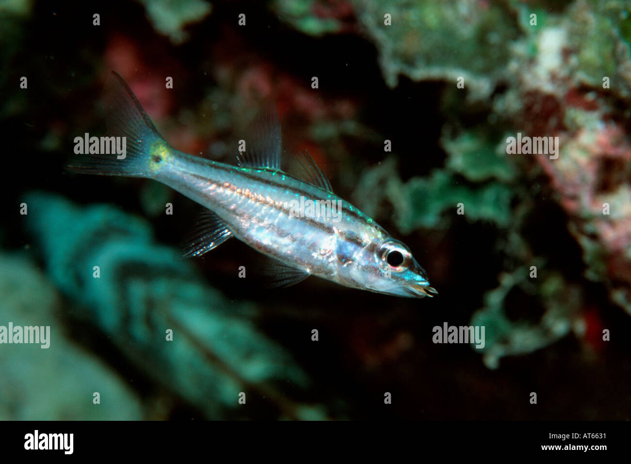 Fünf Reihen Kardinalbarschen Fütterung bei Nacht Cheilodipterus Quinquelineatus Rongelap Marshallinseln N Pazifik Stockfoto