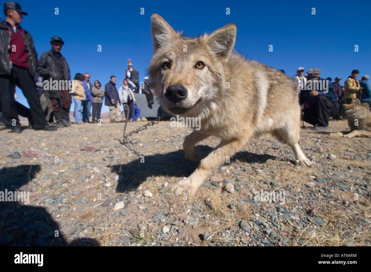 Ein Gefangener Wolf statt Adler Jagd auf dem jährlichen Adler Jagd Festival zeigen Stockfoto