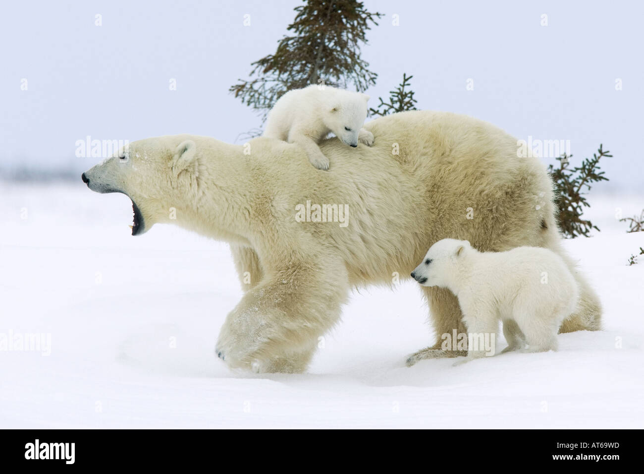Eisbär mit zwei jungen / Ursus Maritimus Stockfoto