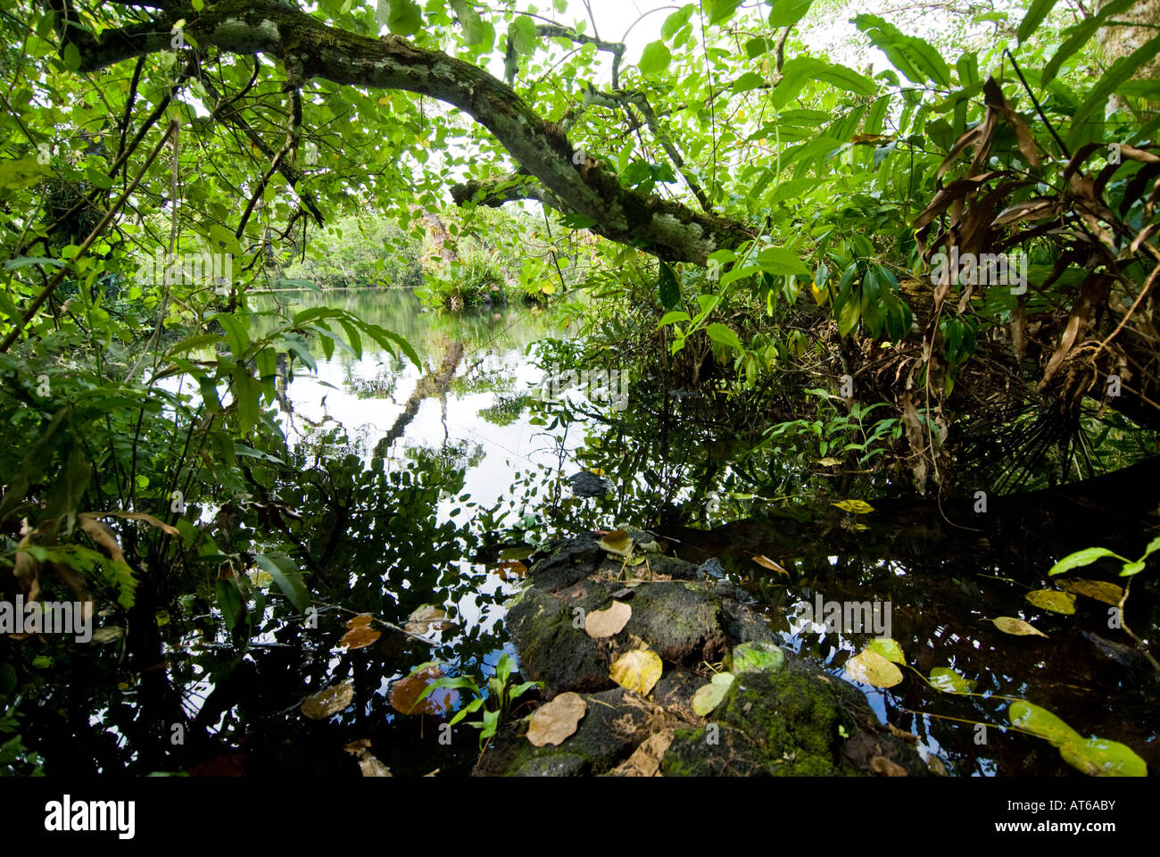 Feuchtgebiete Mangroven trail Samoa Upolu Südküste in der Nähe von SAANAPU  Saanapu-Sataoa Mangrove Conservation Area Pflanze Schlamm Stockfotografie -  Alamy