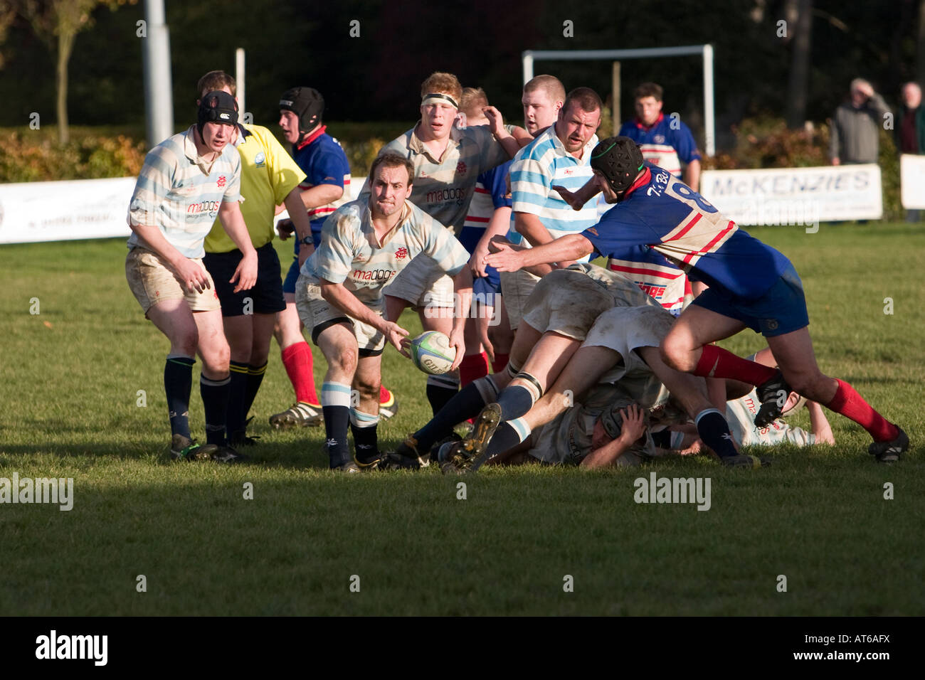 Scrum halb Pässe Ball aus Ruck in Rugby-Spiel Stockfoto