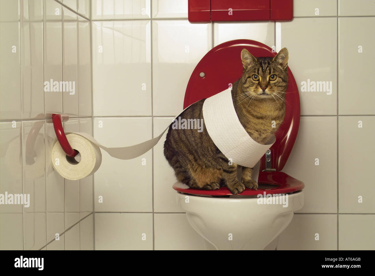 Toilette katze -Fotos und -Bildmaterial in hoher Auflösung – Alamy
