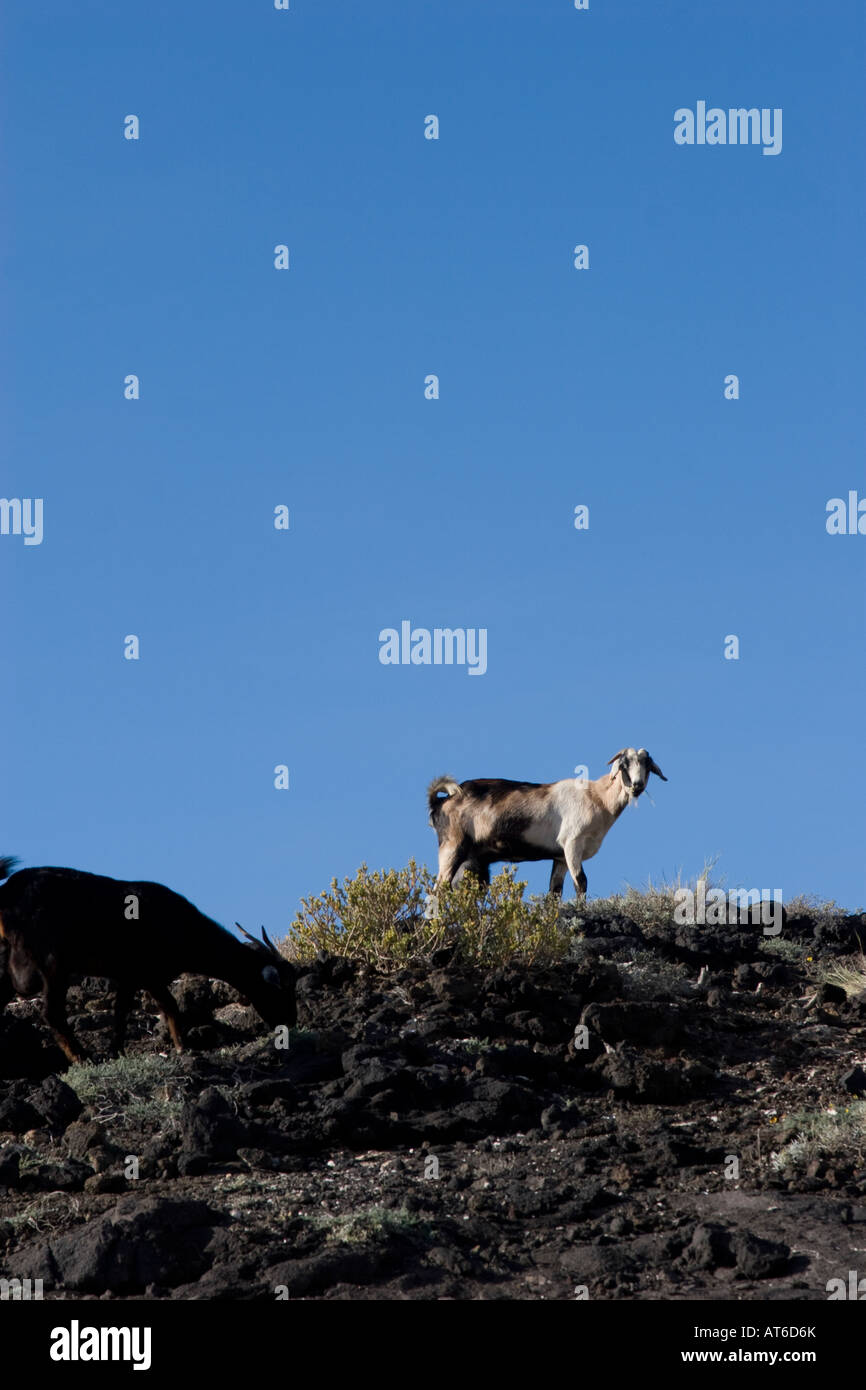 Ziege auf Felsen mit sehr blauem Himmel auf Teneriffa. Foto von Nikki Attree Stockfoto