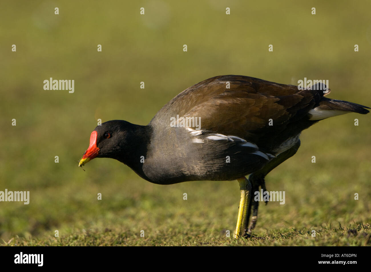 Teichhuhn (Gallinula Chloropus) Stockfoto