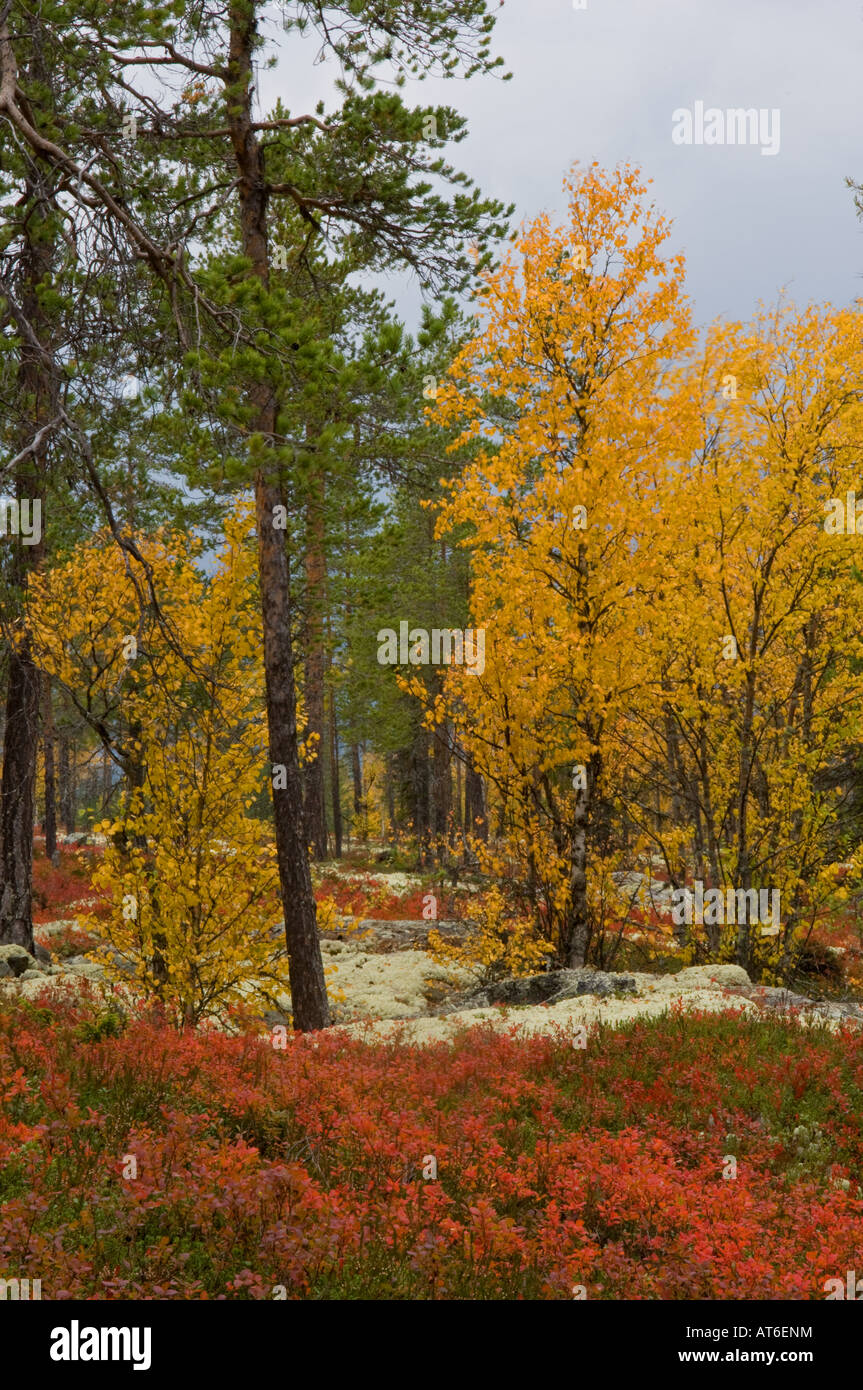 Gemischte Wald, Herbst Stockfoto