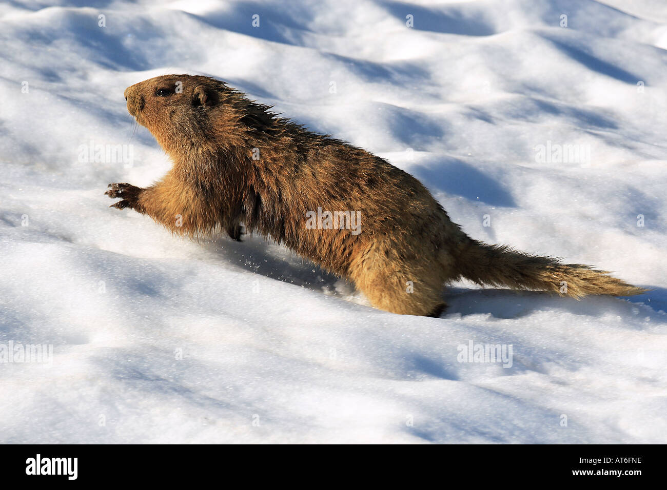 hoary Marmot im Schnee / Marmota Caligata Stockfoto