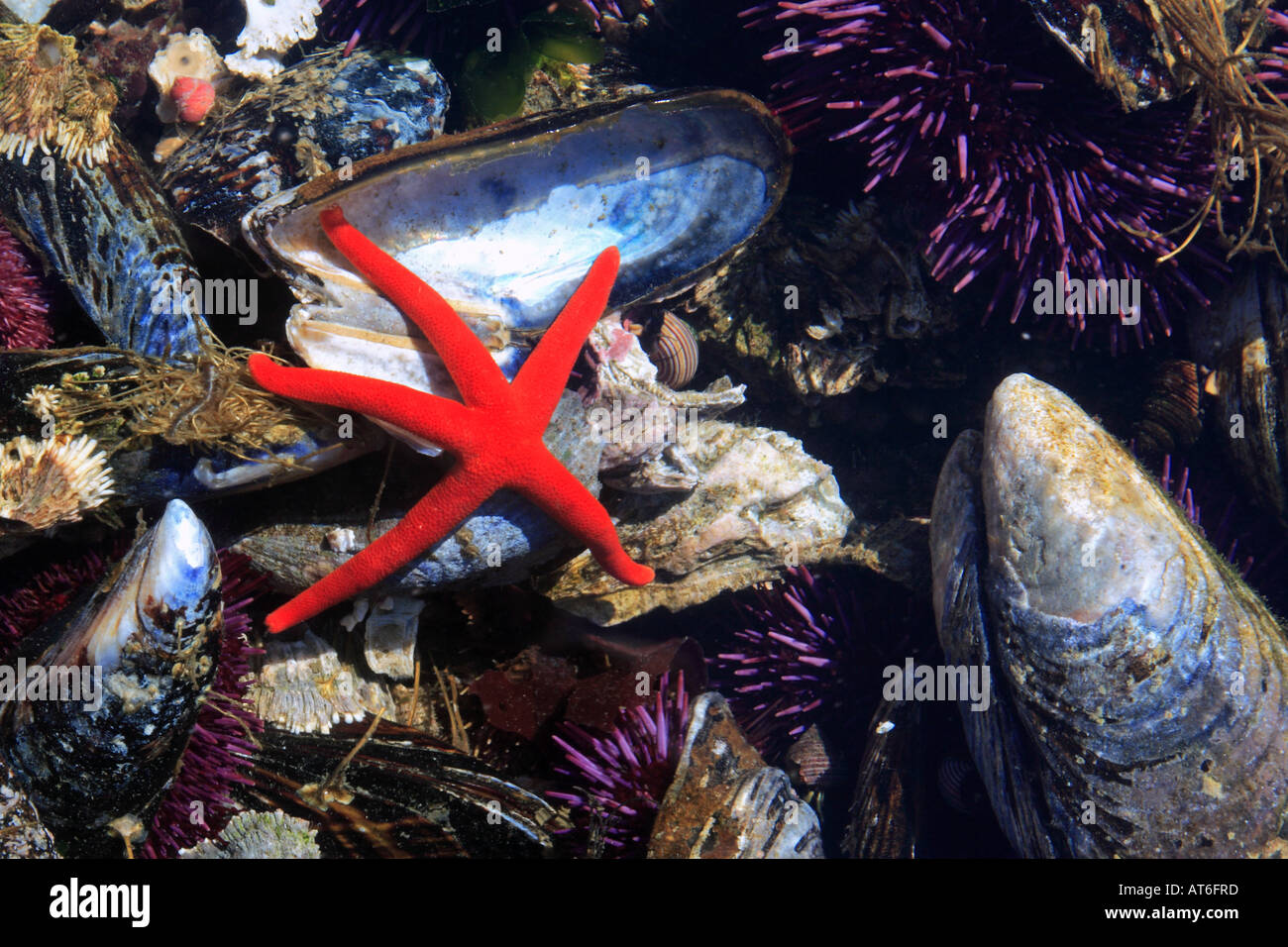 Blut-Stern / Henricia Oculata Stockfoto