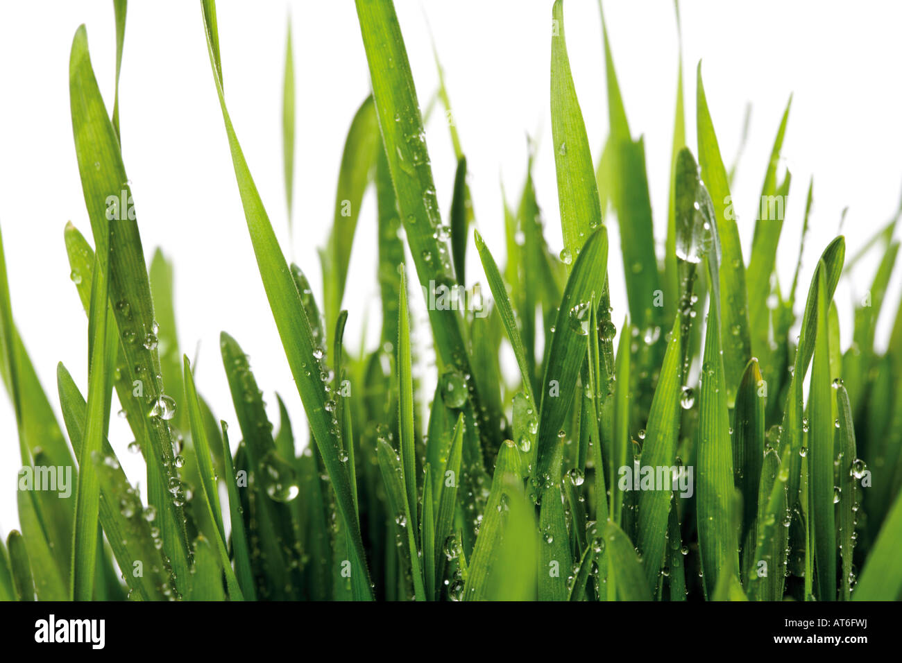 Grass mit Wassertropfen, Nahaufnahme Stockfoto