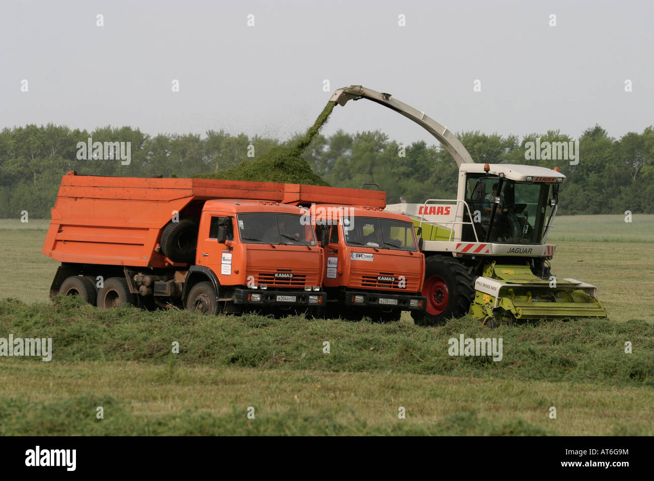 Ernte Rasen für Rinder Tuimazi Region Republik der Bashkortosatan russischen Föderation Stockfoto