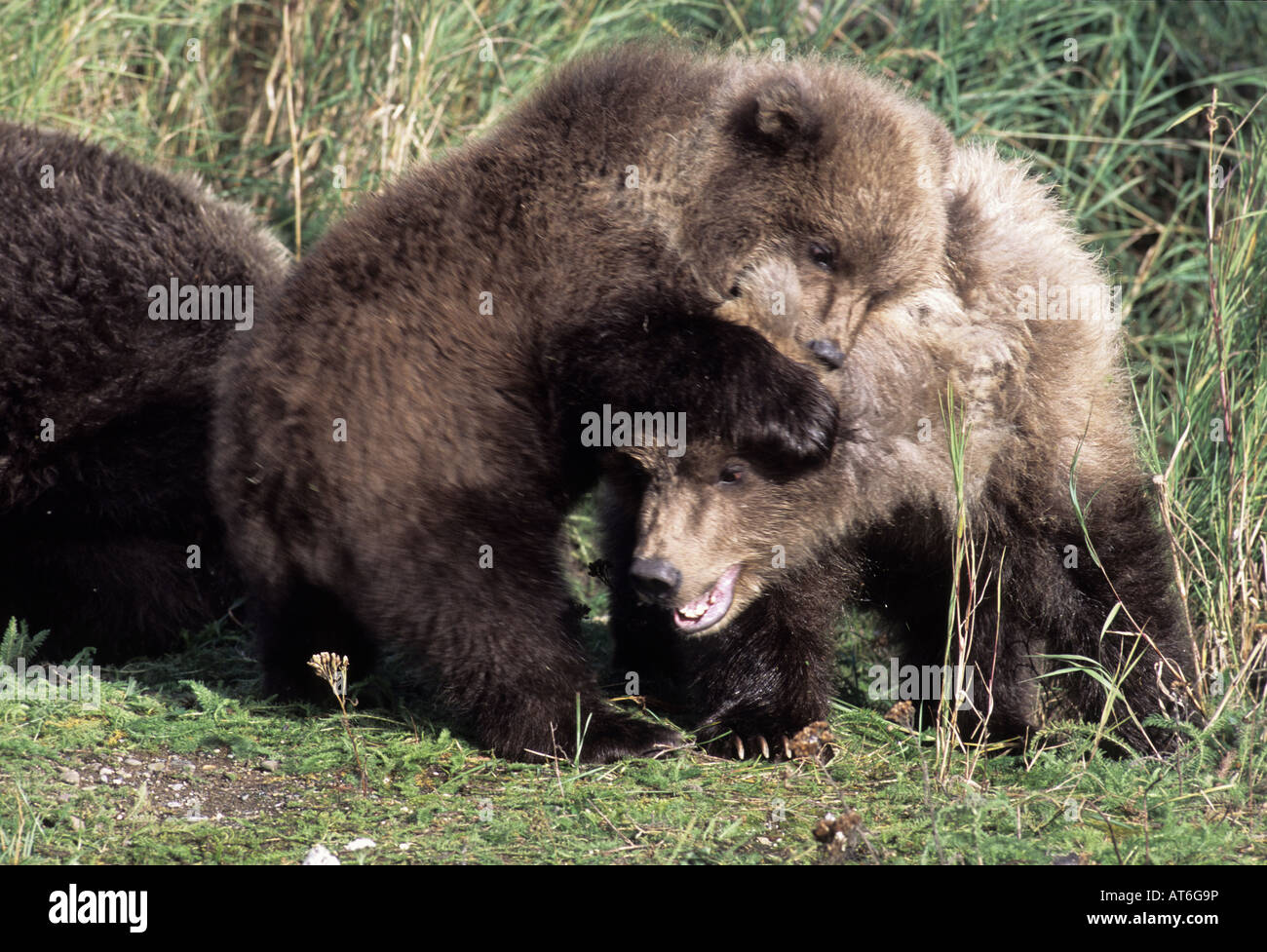 Stock Foto von zwei Alaskan Braunbär jungen wrestling, Katmai Nationalpark. Stockfoto