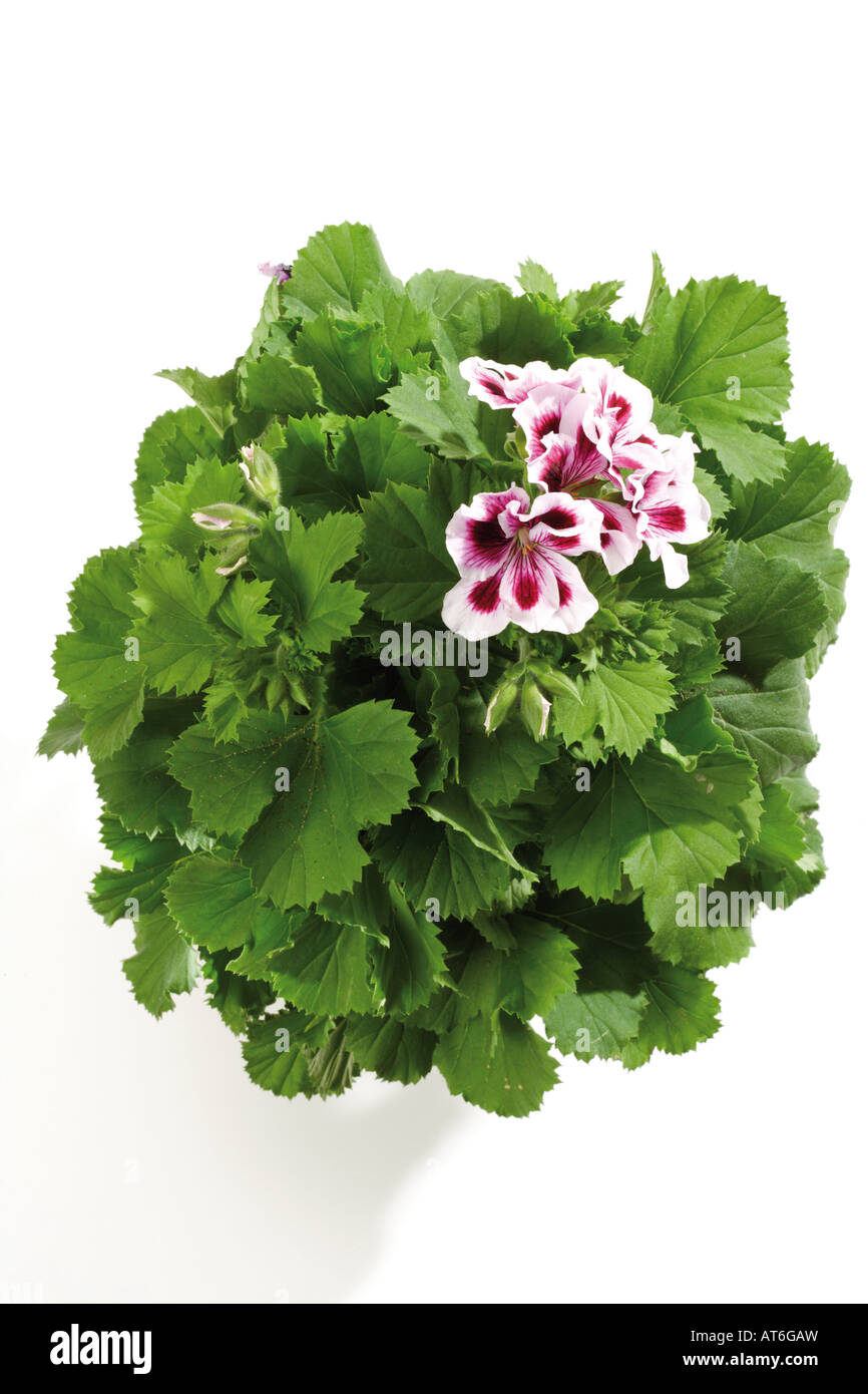 Geranien (Pelargonium), Nahaufnahme Stockfoto