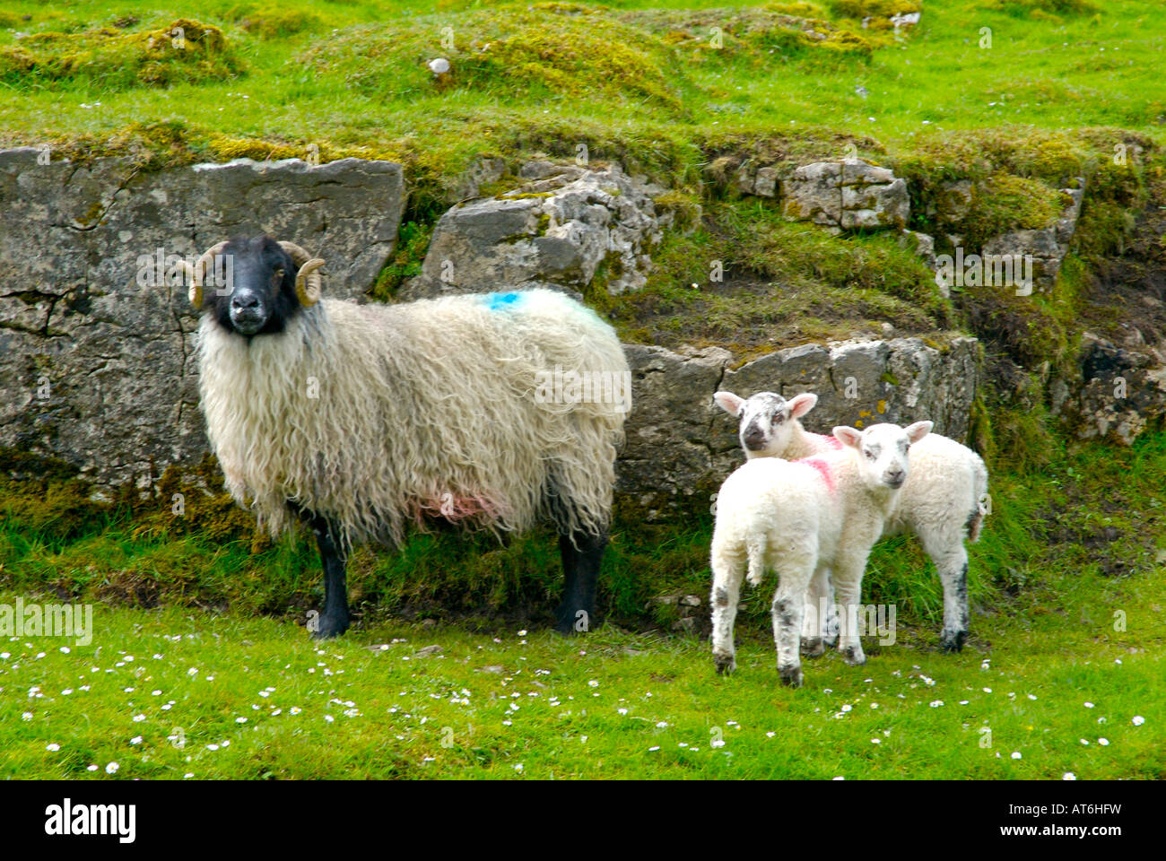 Schafe und zwei Lämmer in der Nähe von Pen-y-Gent, drei Zinnen, Yorkshire Dales National Park UK Stockfoto
