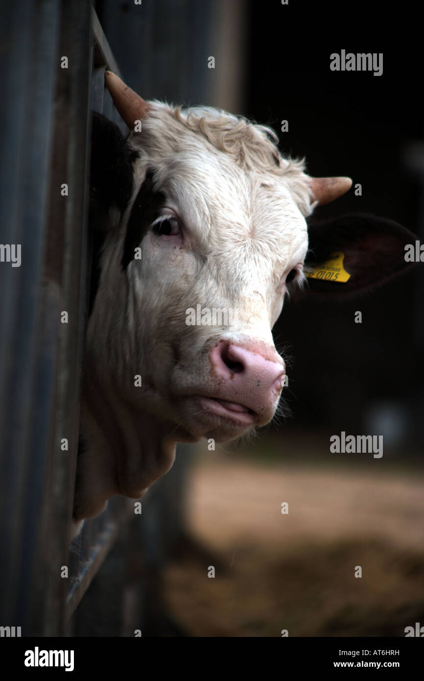 Eine gepflegte Kuh starrt aus seinem Hof stand mit Zunge heraus Stockfoto