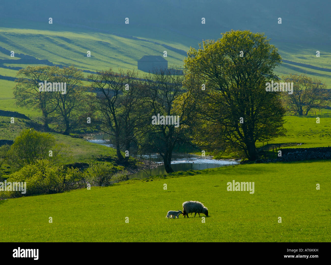 Schaf und Lamm auf der Weide von Flusses Wharfe, Upper Wharfedale Yorkshire Dales National Park, UK Stockfoto