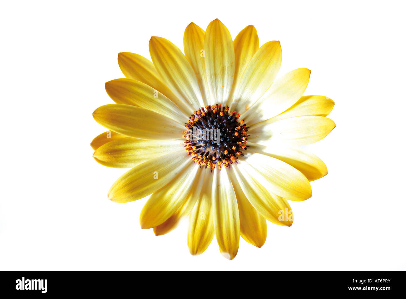 African Daisy Blume, (Osteospermum Barberiae), Nahaufnahme Stockfoto