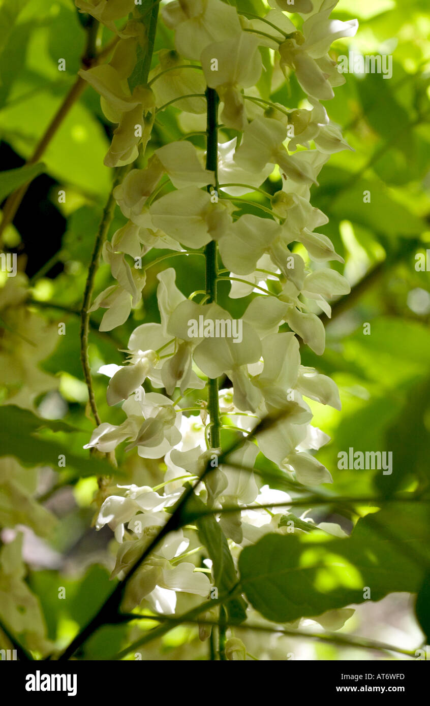 Weißen Glyzinien Blüten, einen Kontrast zu den üblichen blauen form Stockfoto