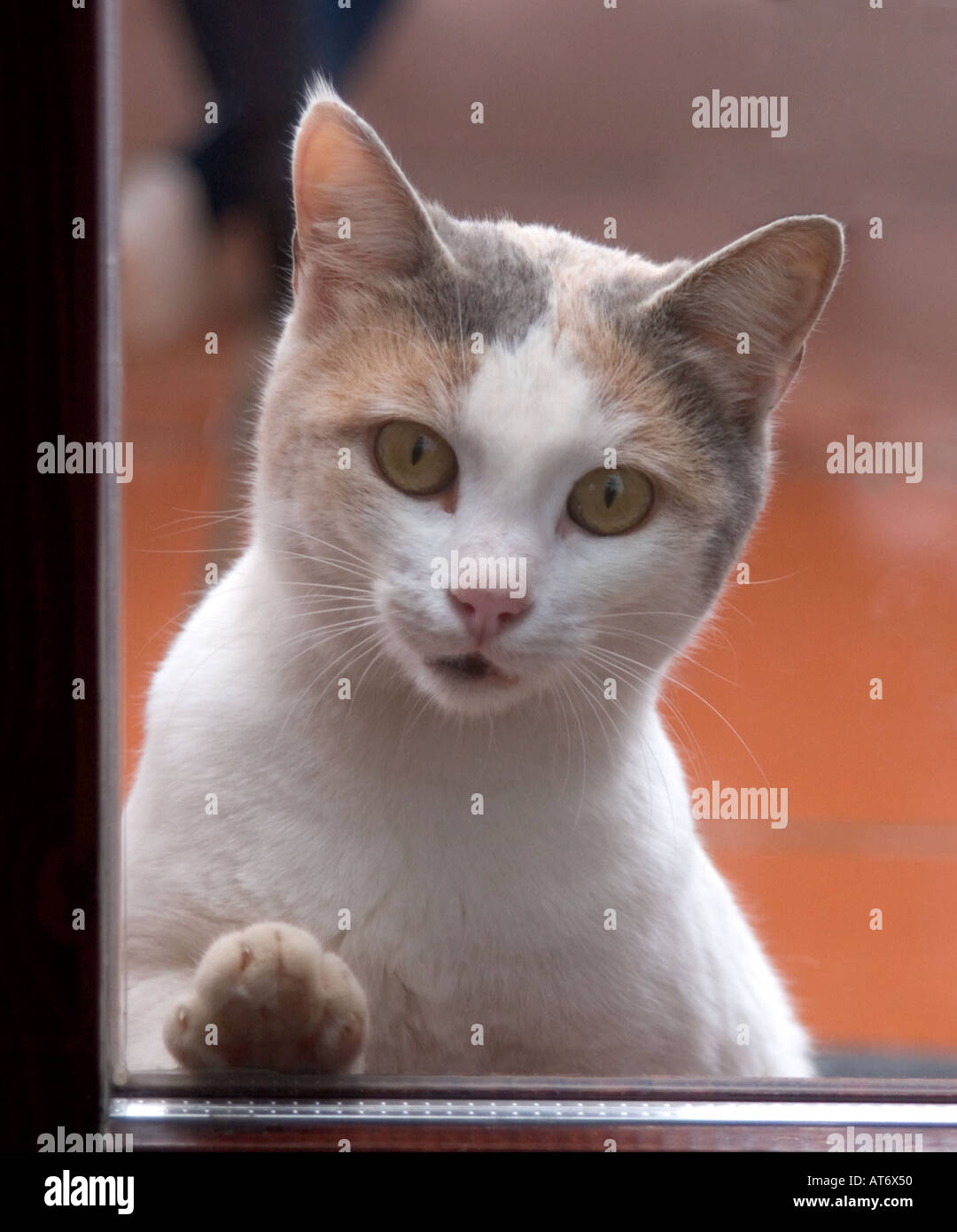 Katze-Schriftsatz, eingelassen zu werden durch eine verglaste Doppeltür gesehen Stockfoto