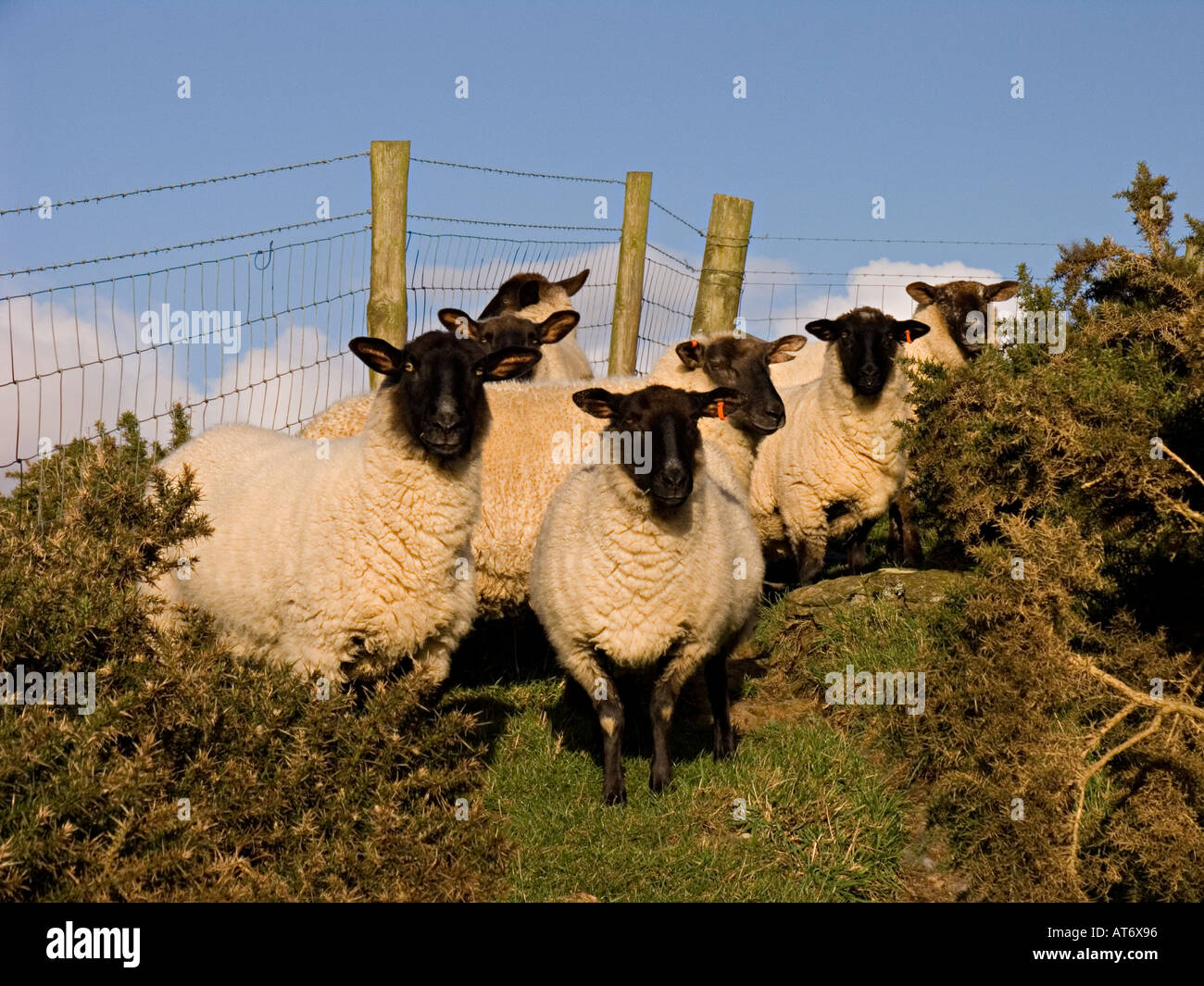 Eine Schafherde, die von Spaziergängern überrascht und in der Ecke eines Feldes an der Küste von South Devon zusammengehudert wurde Stockfoto