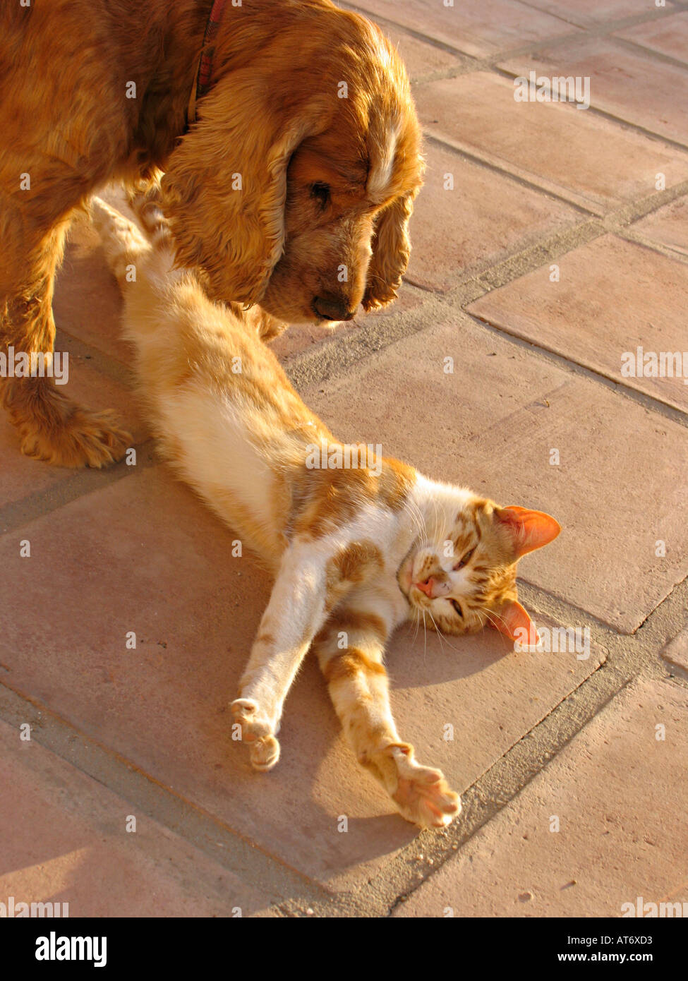 Cocker Spaniel spielt mit einem Ingwer und weißen kater. Andalusien, Spanien Stockfoto