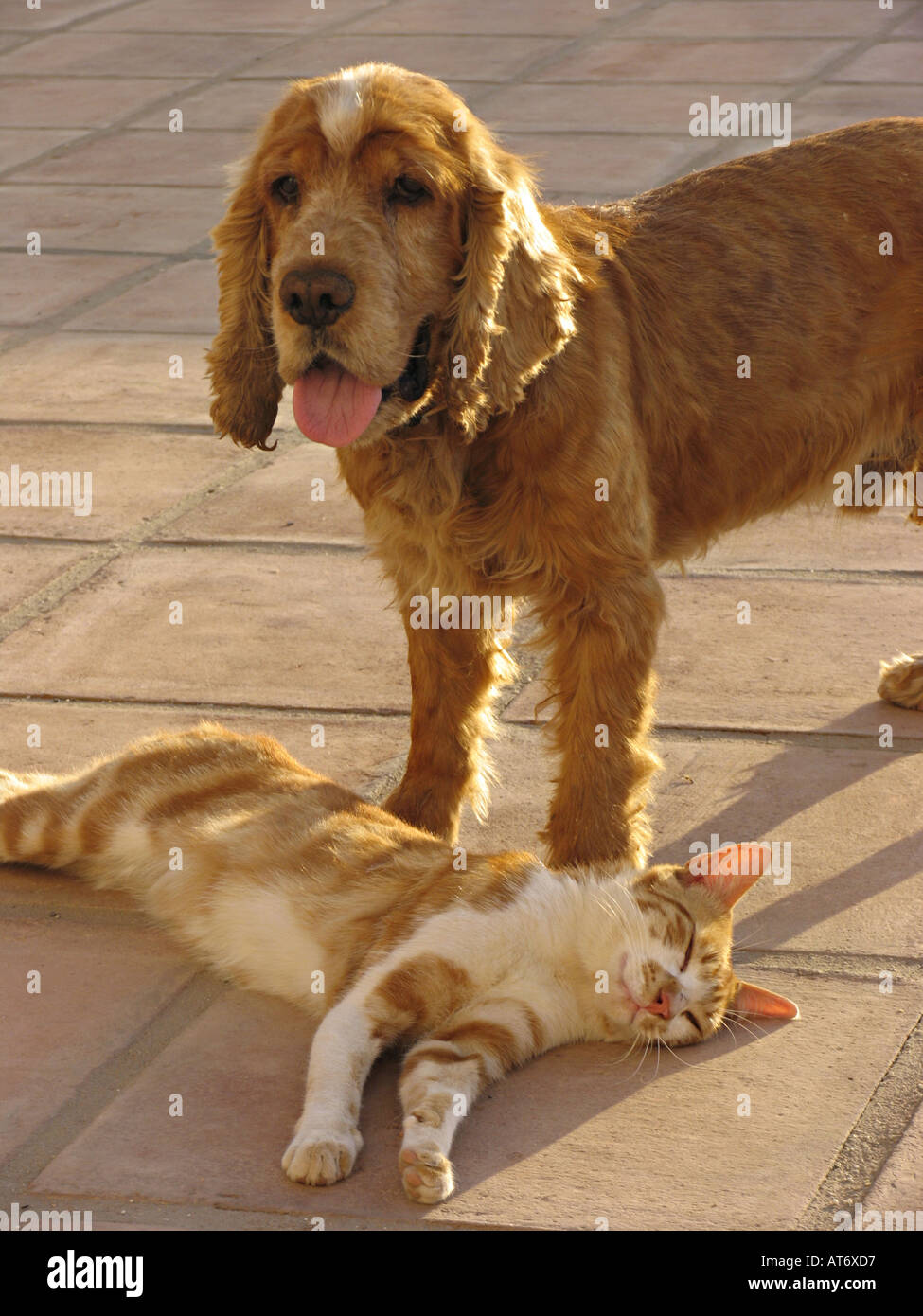 Cocker Spaniel spielt mit einem Ingwer und weißen kater. Andalusien, Spanien Stockfoto