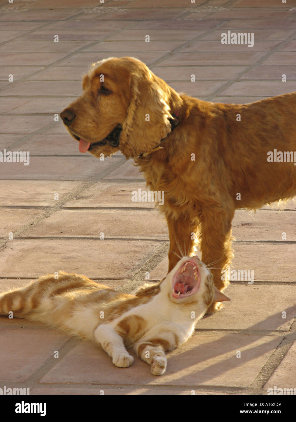 Cocker Spaniel spielt mit einem Ingwer und weißen kater. Andalusien, Spanien Stockfoto