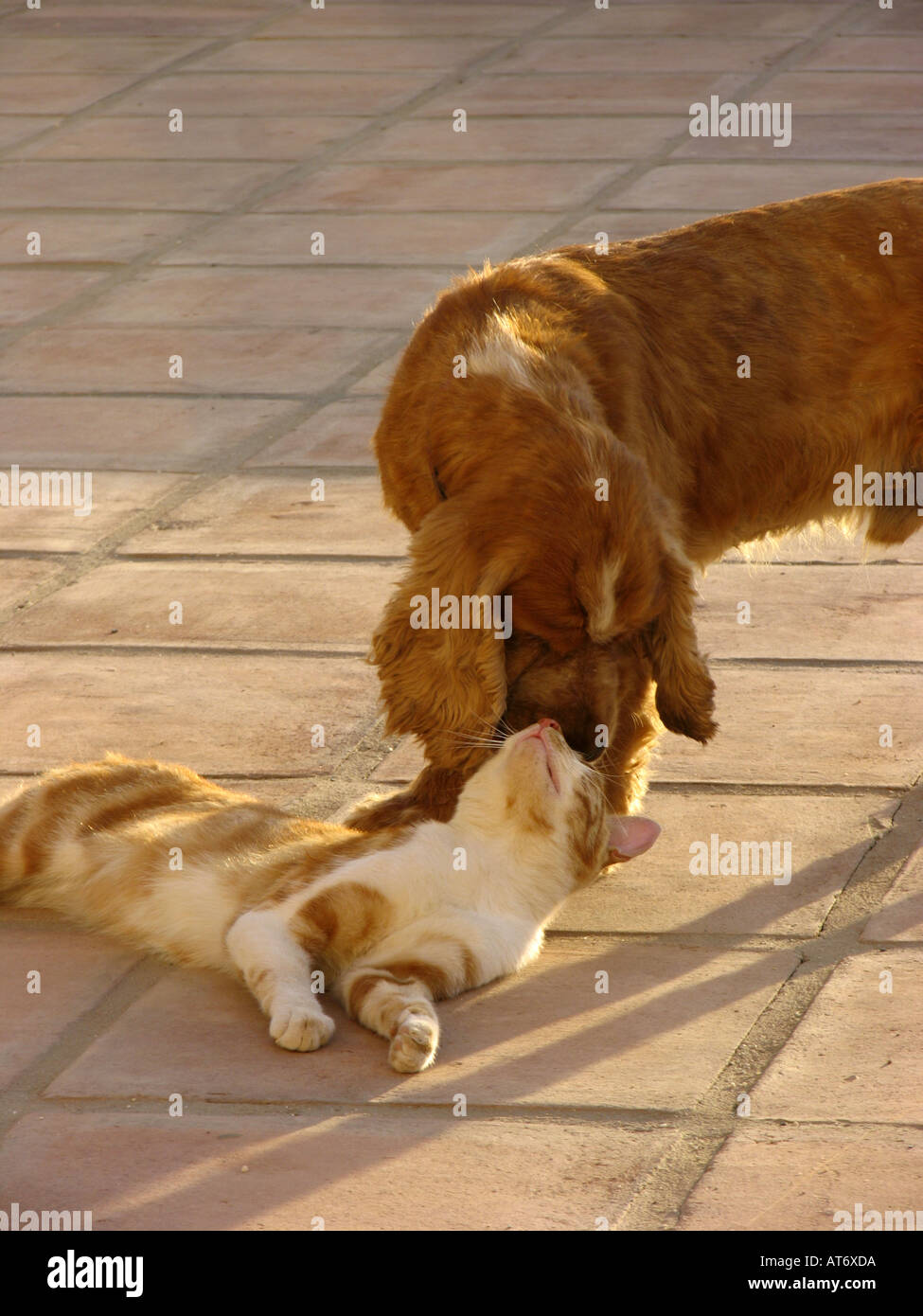 Cocker Spaniel spielt mit einem Ingwer und weißen kater. Andalusien, Spanien Stockfoto