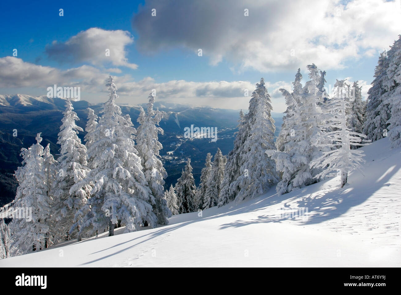 Winterliche Landschaft mit Pinien mit Schnee bedeckt Stockfoto