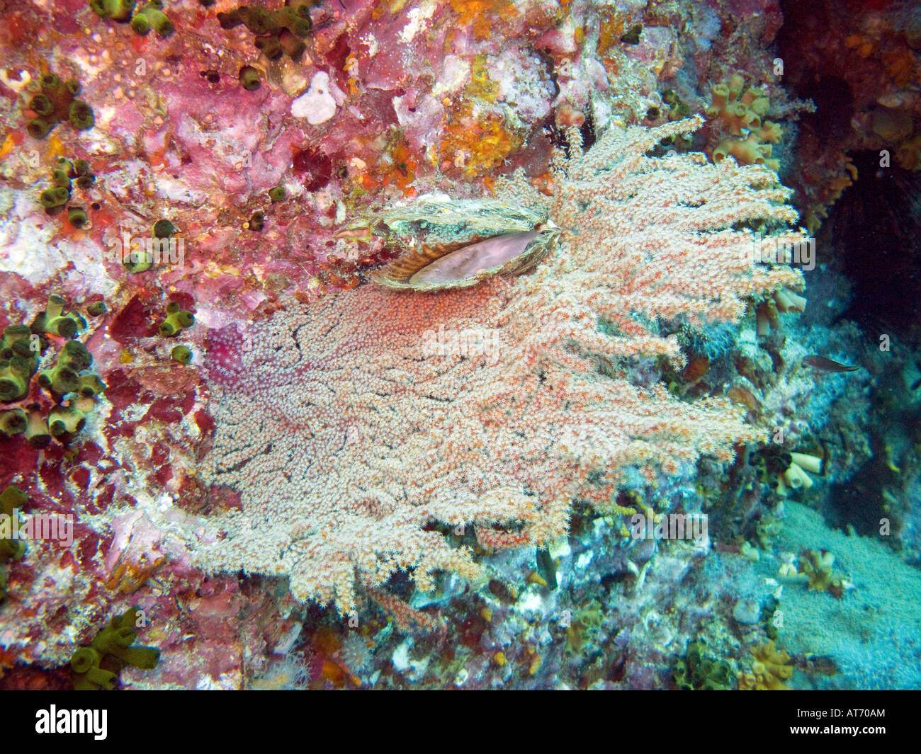 Schale auf Korallen Fan 3. Februar 2008, Surin Inseln, Andamanensee, Thailand Stockfoto