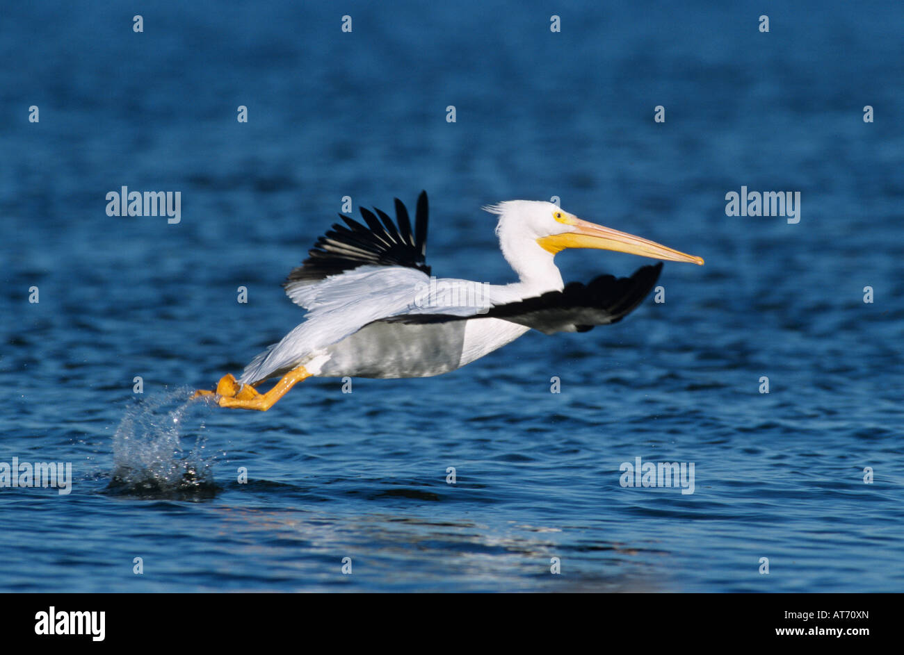 Amerikanischer weißer Pelikan Pelecanus Erythrorhynchos Erwachsener im Flug abheben Rockport, Texas USA Dezember 2003 Stockfoto