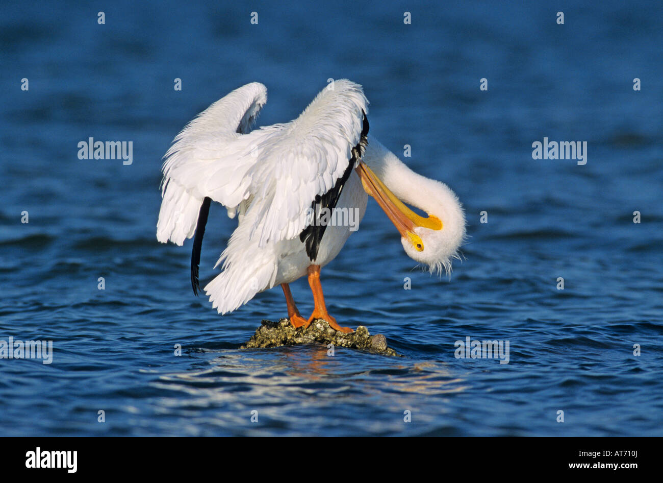 Amerikanischer weißer Pelikan Pelecanus Erythrorhynchos Erwachsenen putzen Rockport, Texas USA Dezember 2003 Stockfoto