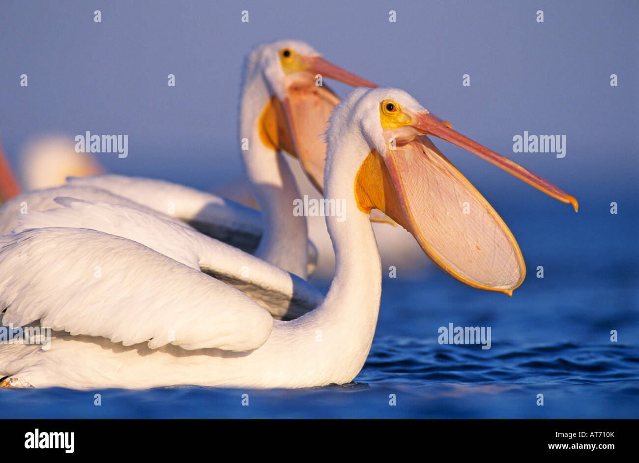 Amerikanischer weißer Pelikan Pelecanus Erythrorhynchos Erwachsene Rechnung öffnen Rockport, Texas USA Dezember 2003 Stockfoto